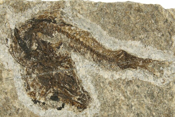Oligocene Fossil Fish (Idrissia carpathica) - Poland #320607